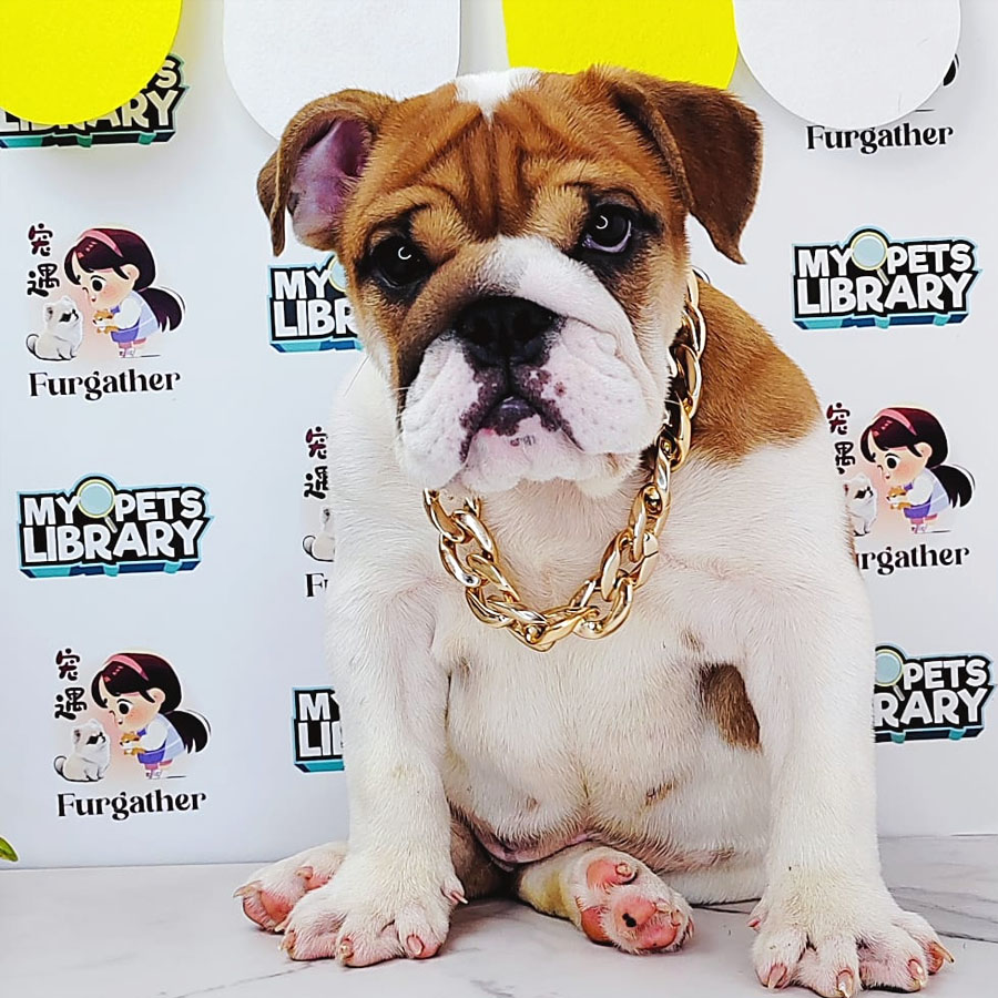 English Bulldog Puppy (Female) For Sale