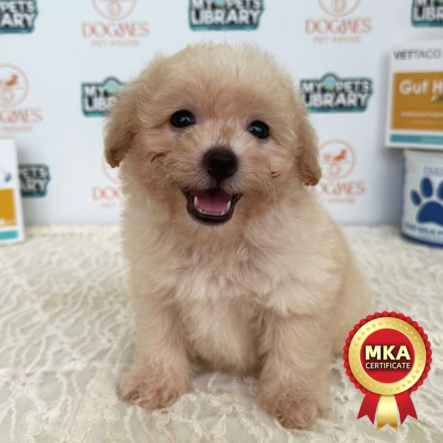 MKA Toy Poodle Puppy (Male) For Sale