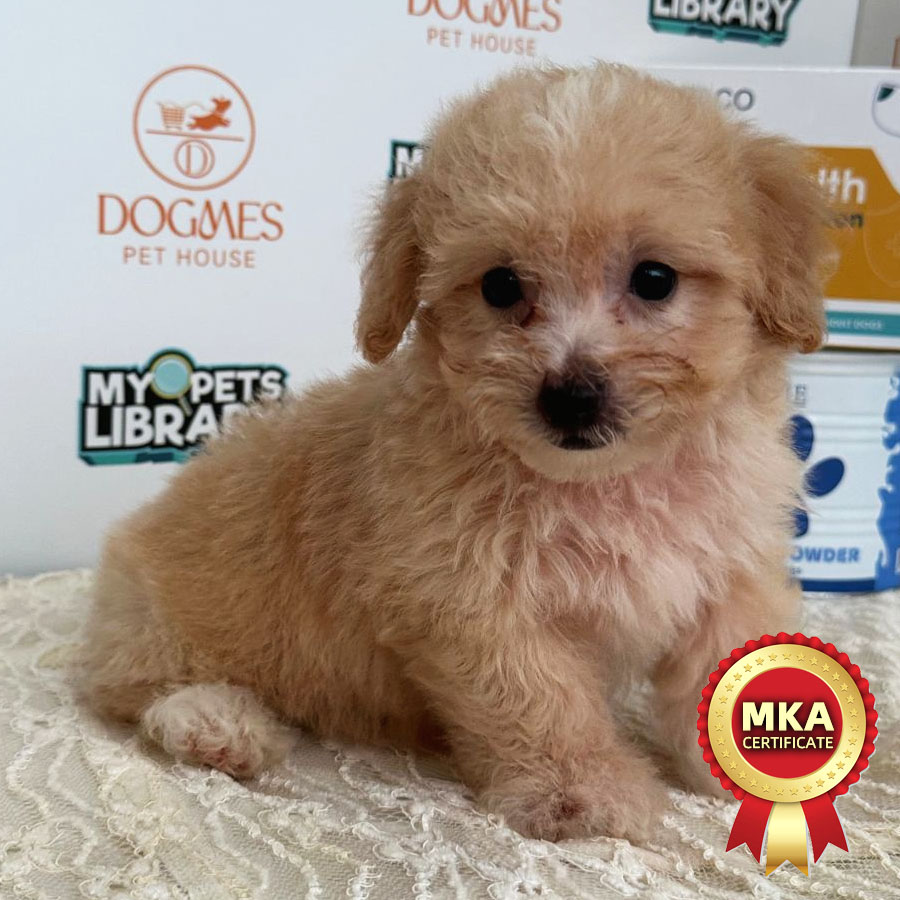 MKA Toy Poodle Puppy (Male) For Sale