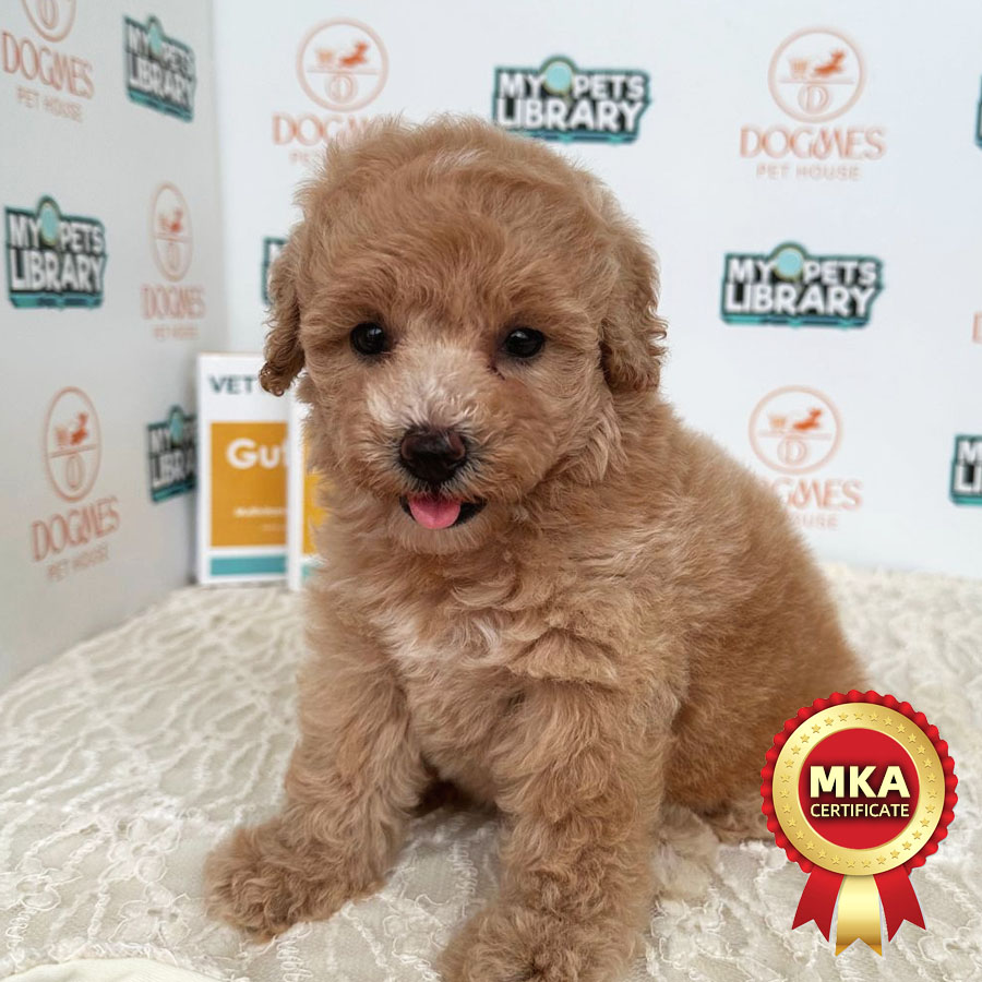 Toy Poodle Puppy (Female) For Sale