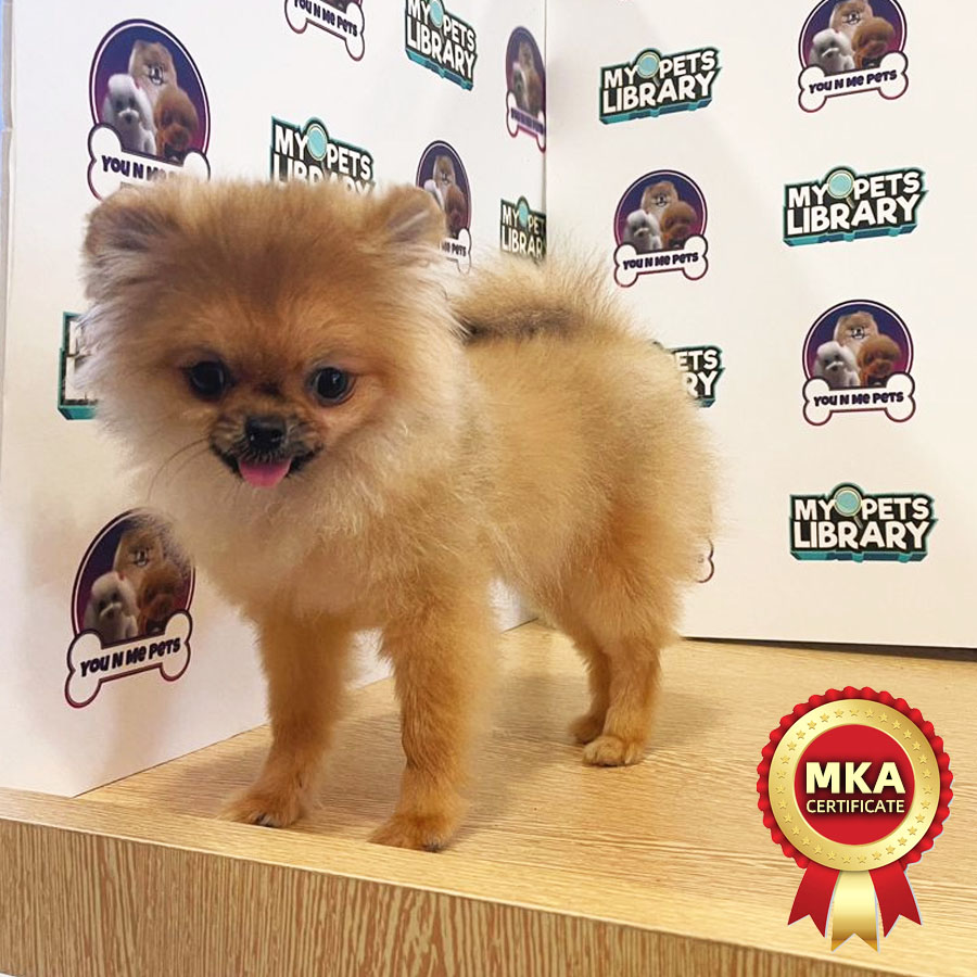 MKA Teacup Pomeranian Puppy (Female) For Sale