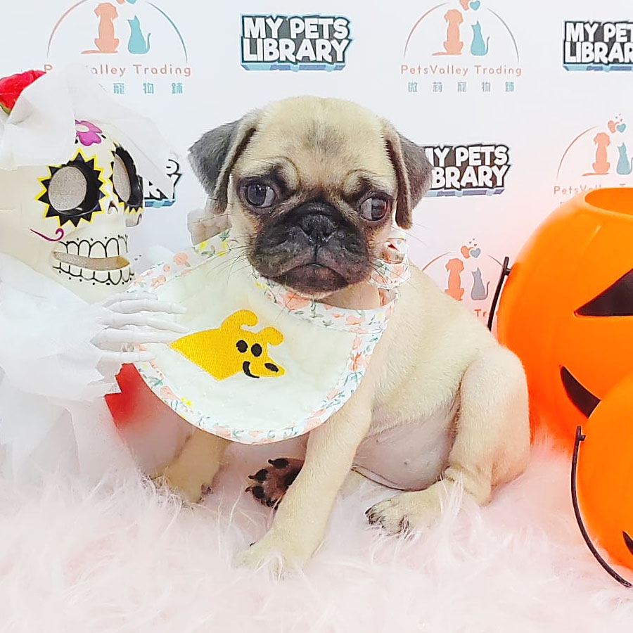 Pug Puppy (Female) For Sale