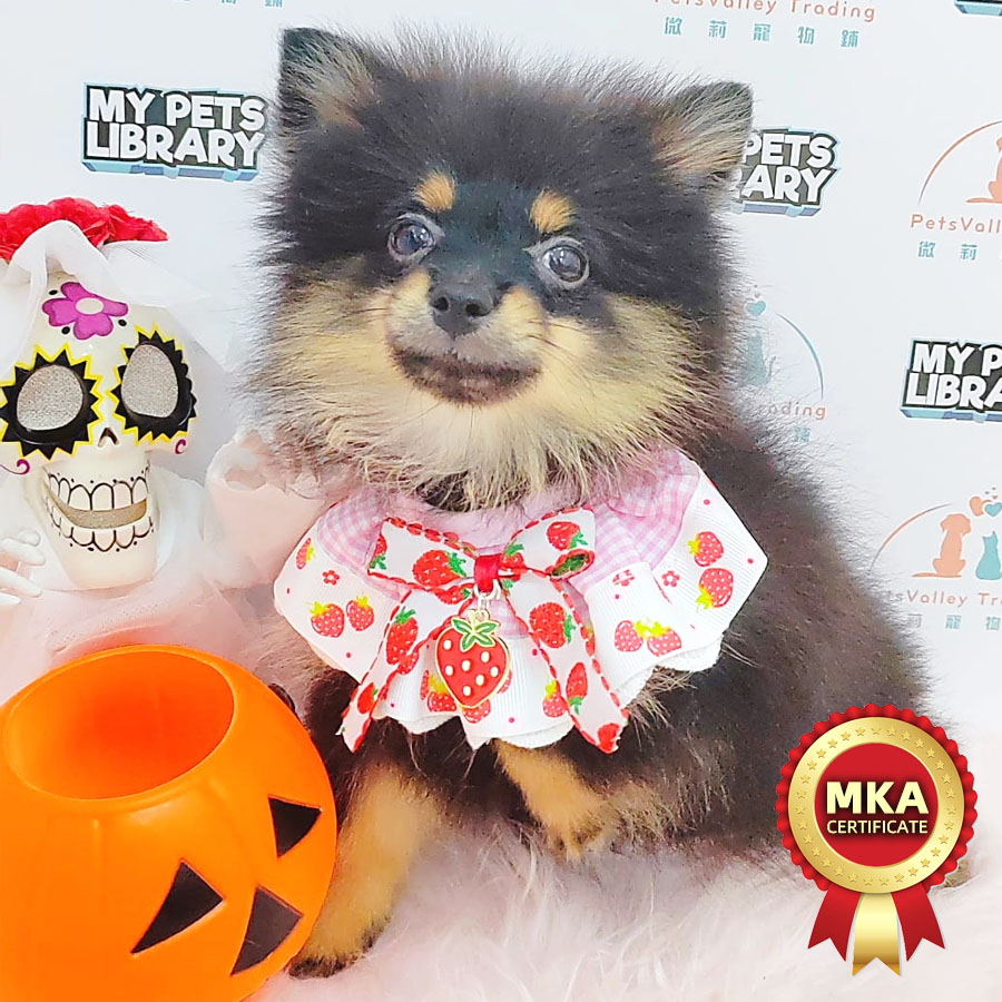 MKA Pomeranian Puppy (Female) For Sale