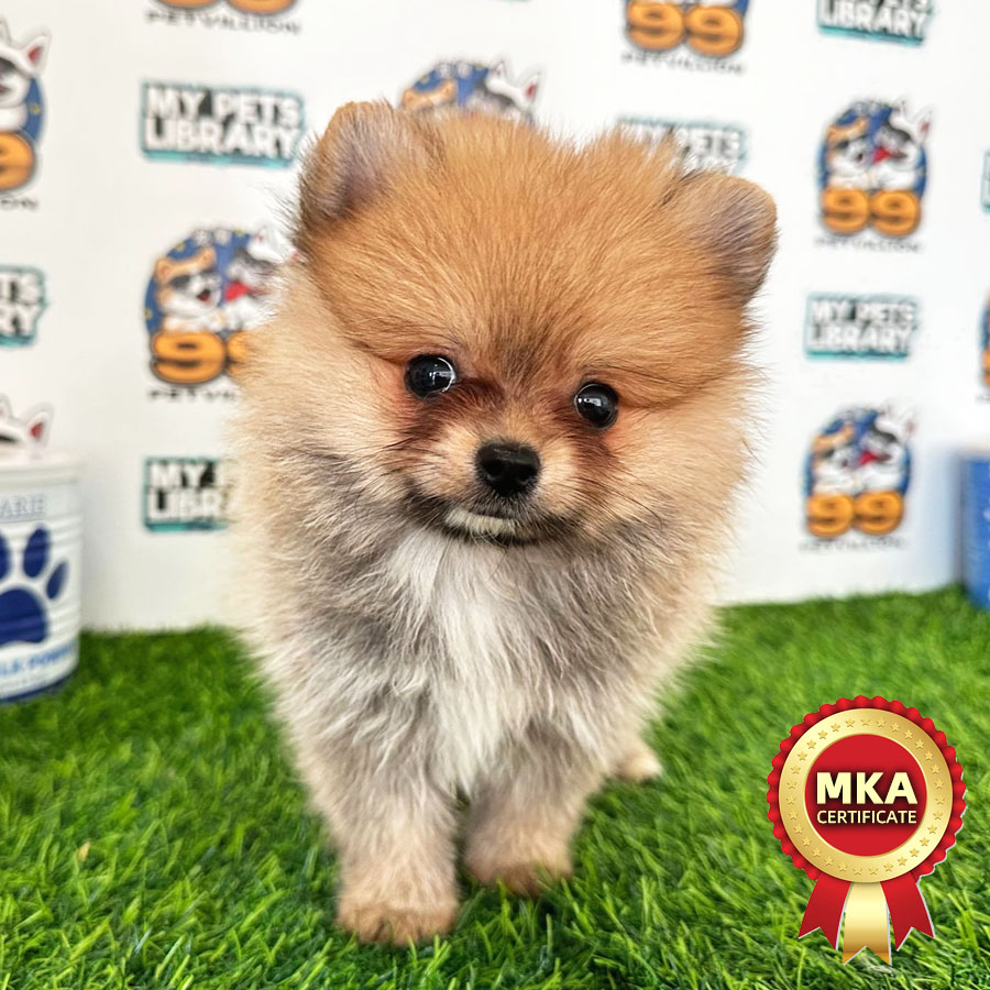MKA Tiny Pomeranian Puppy (Male) For Sale