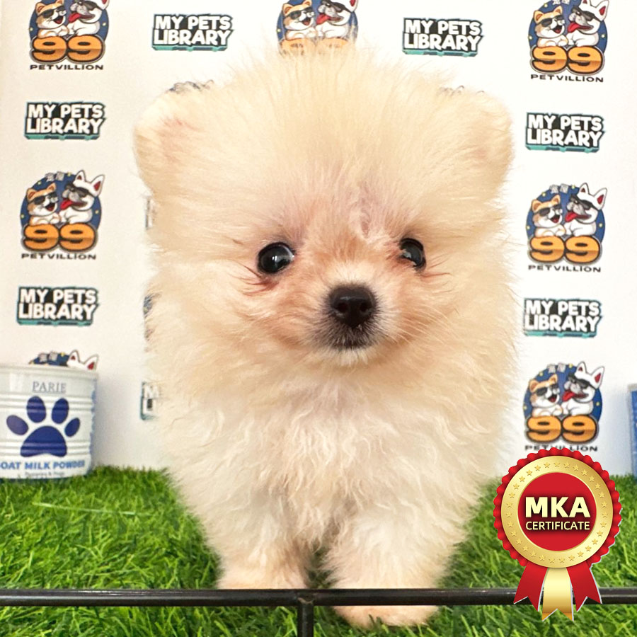 MKA Teacup Pomeranian Puppy (Male) For Sale