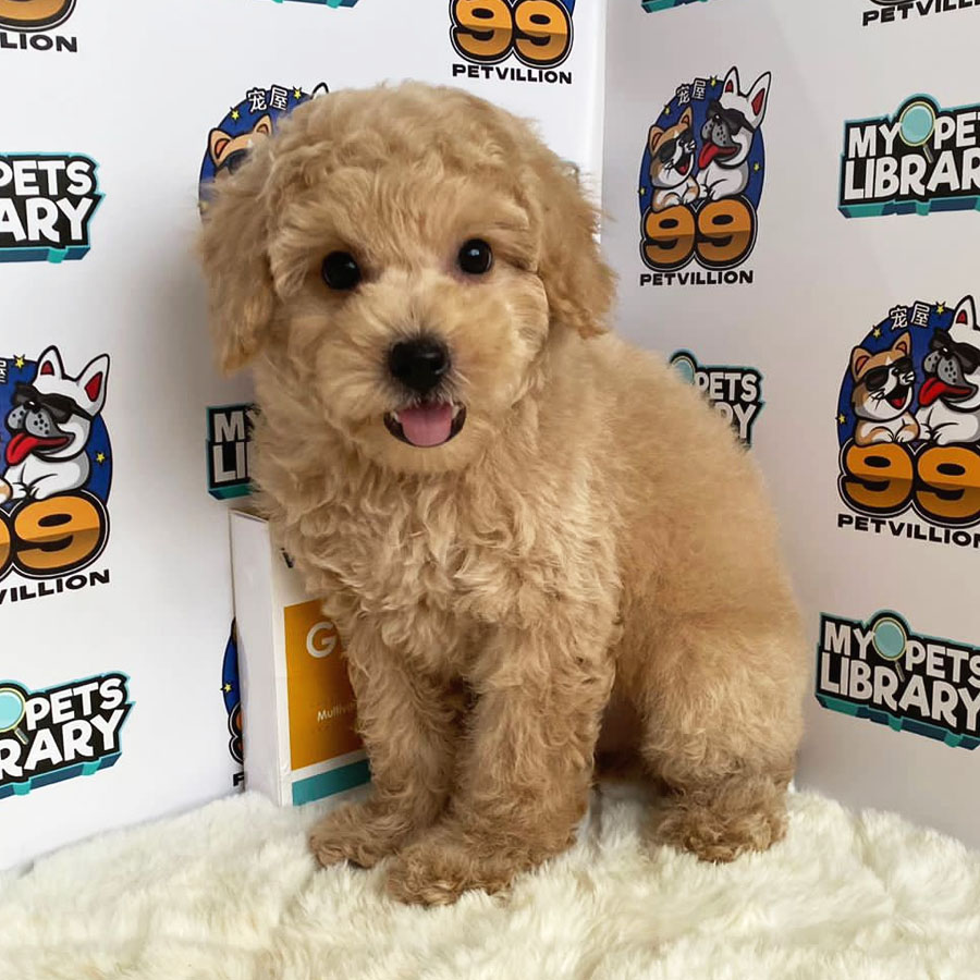 Miniature Poodle Puppy (Male) For Sale