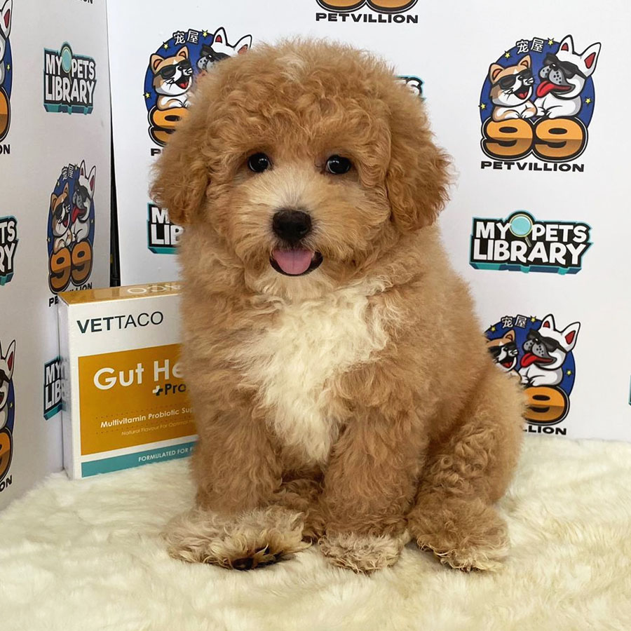 Miniature Poodle Puppy (Male) For Sale