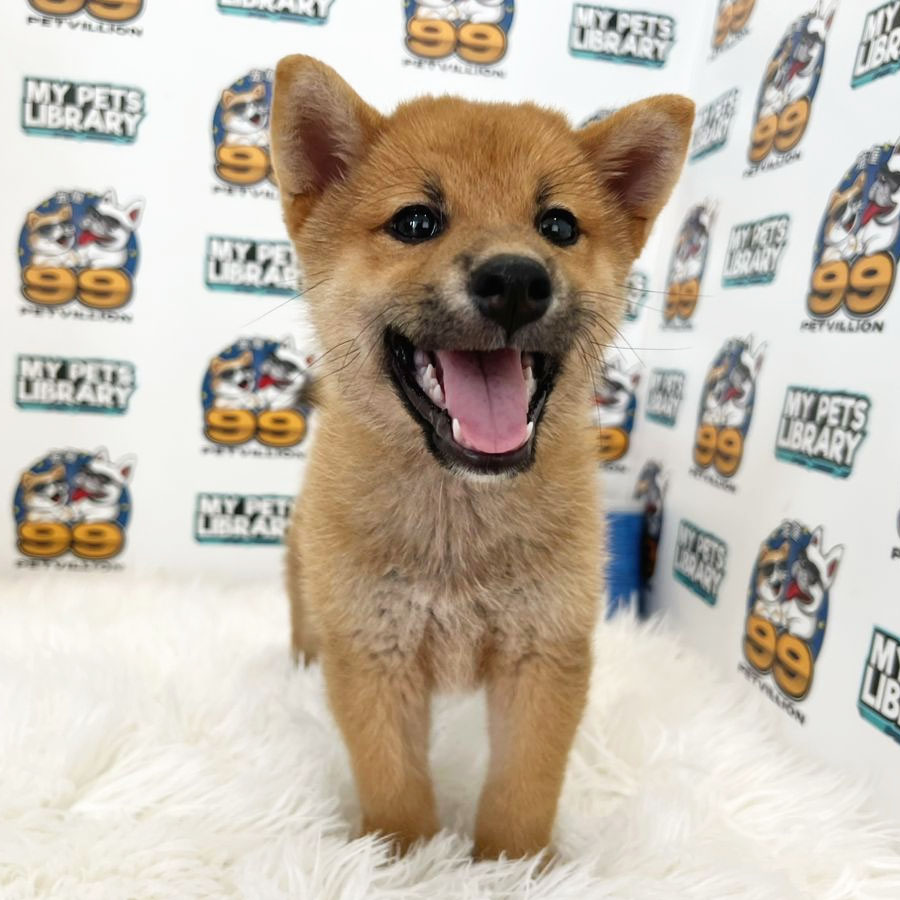 Shiba Inu Puppy (Male) For Sale