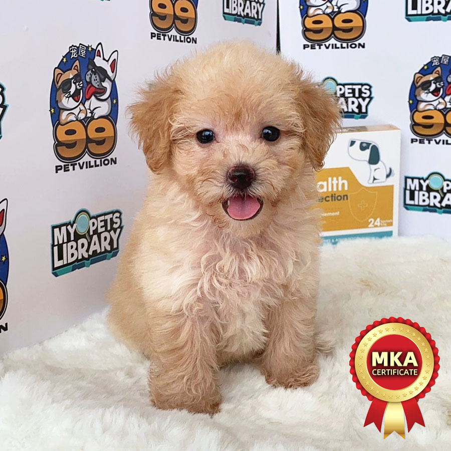 MKA Toy Poodle Puppy (Female) For Sale