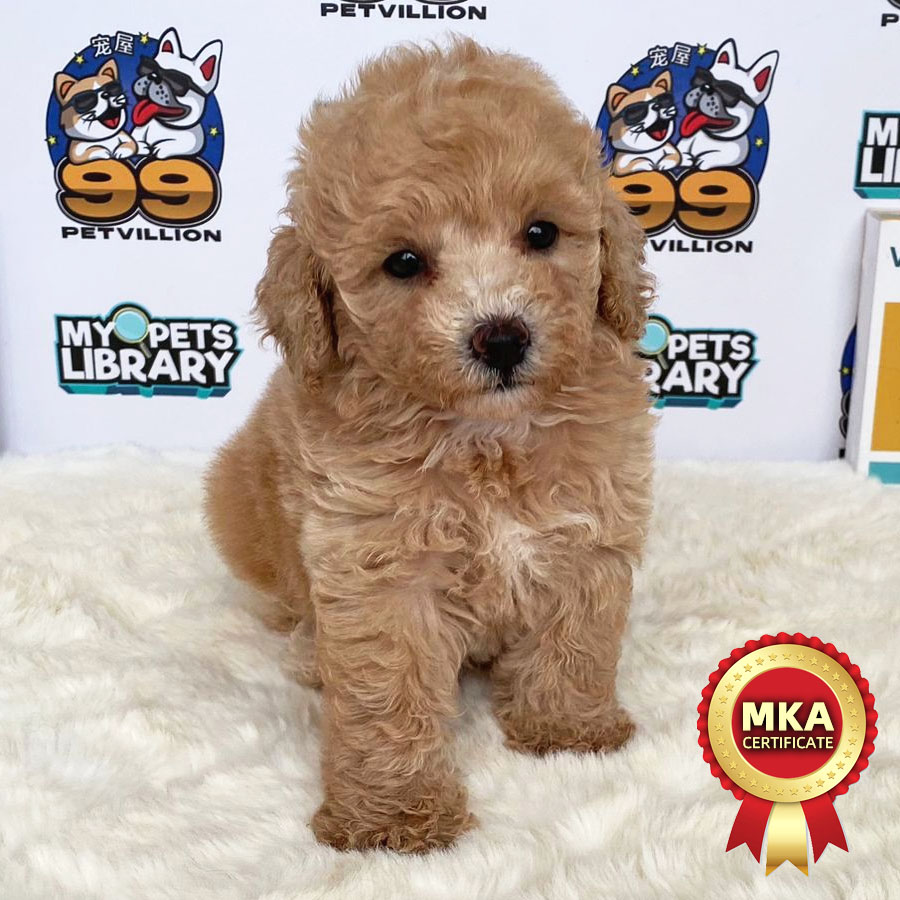 MKA Toy Poodle Puppy (Female) For Sale
