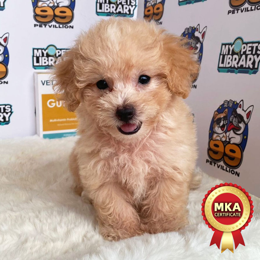 MKA Toy Poodle Puppy (Male) For Sale