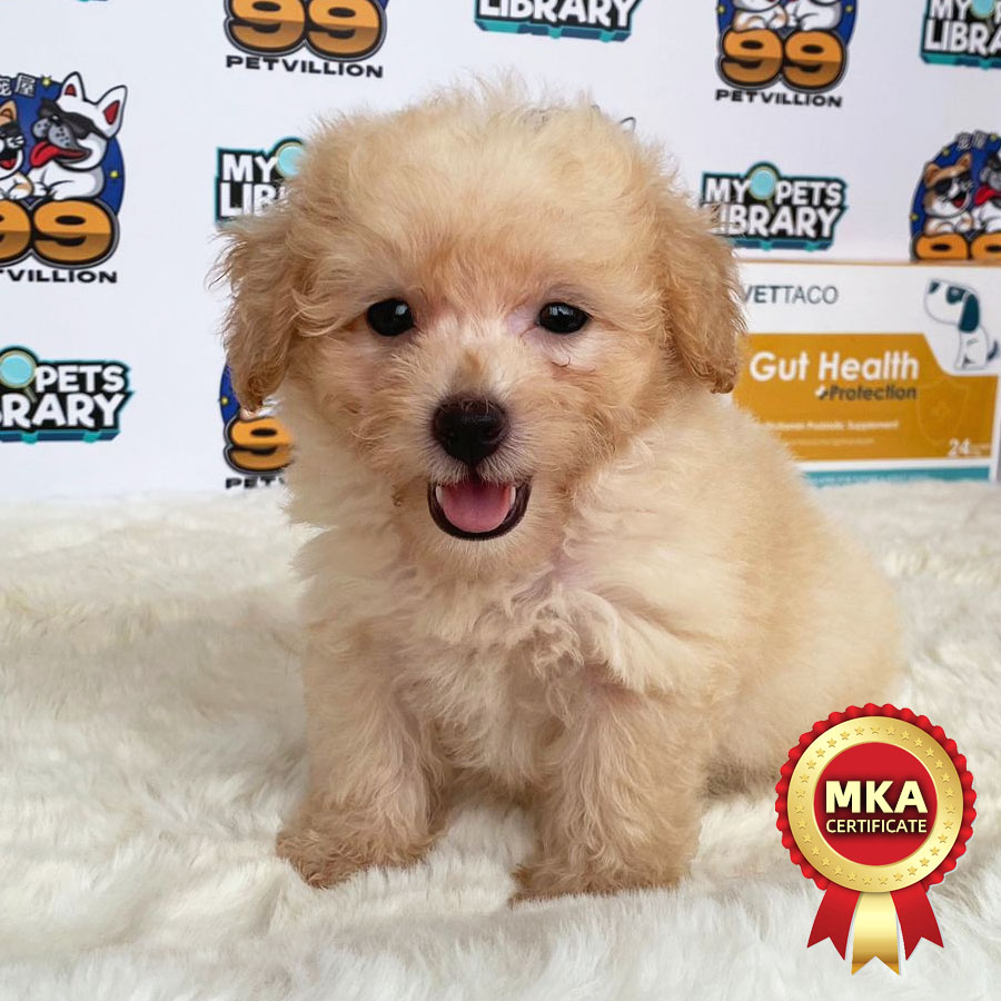 MKA Toy Poodle Puppy (Male) For Sale