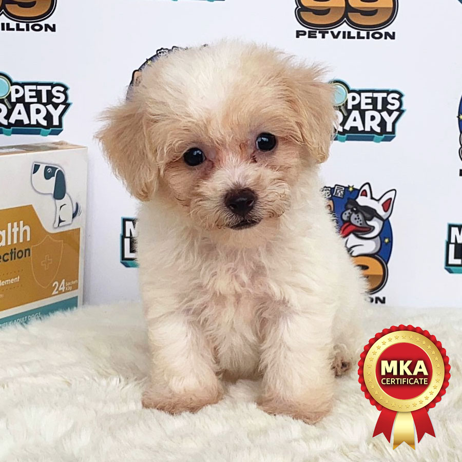MKA Toy Poodle Puppy (Female) For Sale