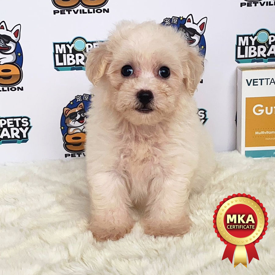 MKA Toy Poodle Puppy (Male) For Sale