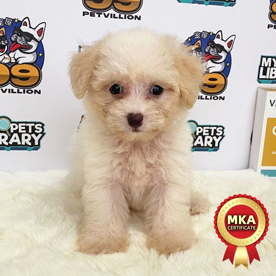 MKA Toy Poodle Puppy (Female) For Sale