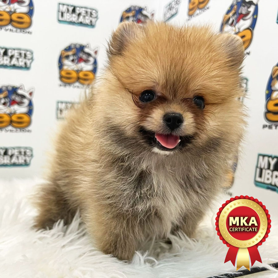 MKA Tiny Pomeranian Puppy (Male) For Sale
