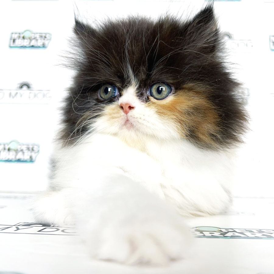 Persian Kitten (Female) For Sale
