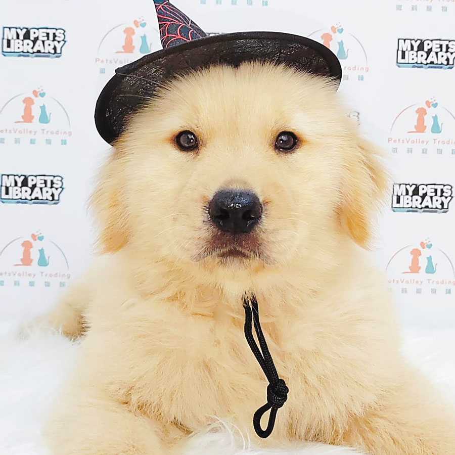 Golden Retriever Puppy (Male) For Sale