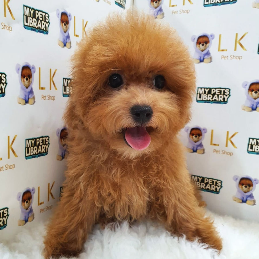 Toy Poodle Puppy (Female) For Sale