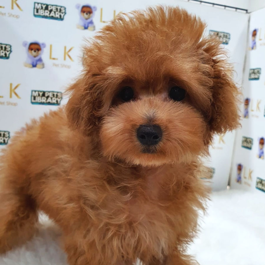 Toy Poodle Puppy (Female) For Sale
