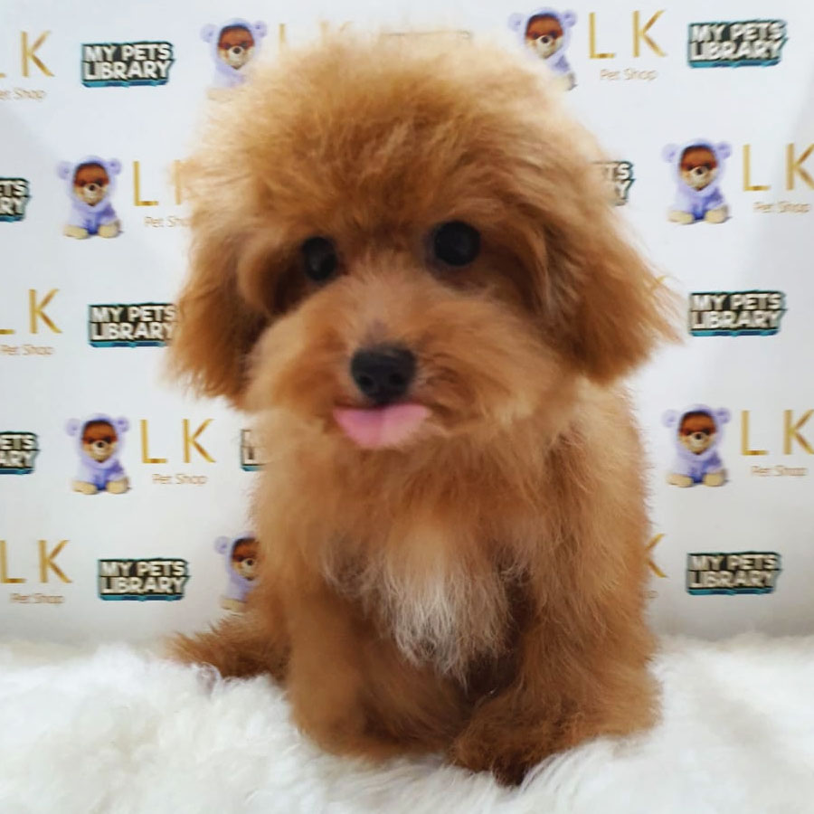 Toy Poodle Puppy (Female) For Sale