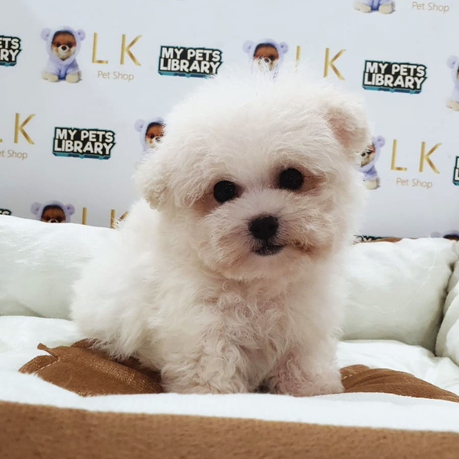 Mini Bichon Frise Puppy (Male) For Sale