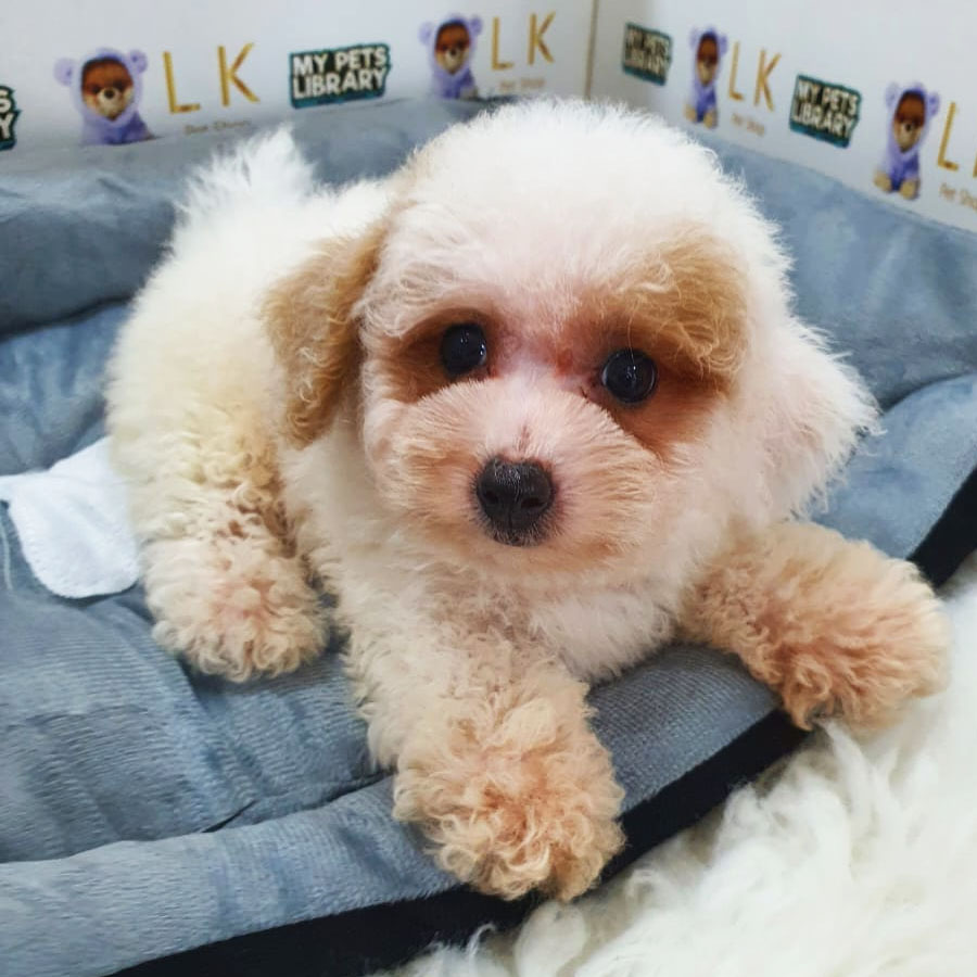 Tiny Poodle Puppy (Female) For Sale