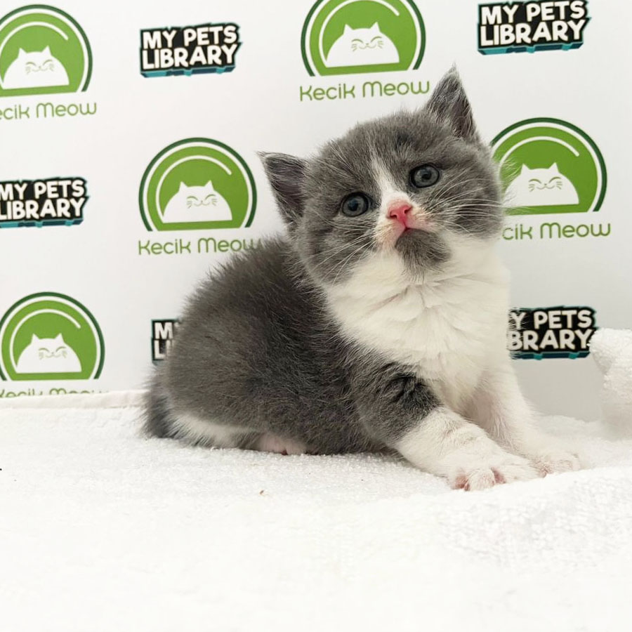 British Shorthair Kitten (Female) For Sale