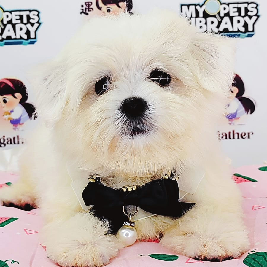 Maltese Puppy (Male) For Sale