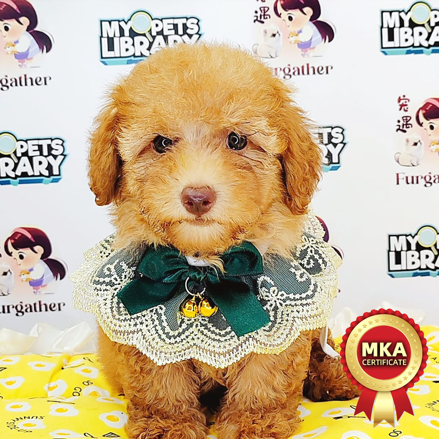 MKA Toy Poodle Puppy (Male) For Sale
