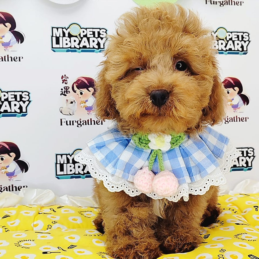 Toy Poodle Puppy (Male) For Sale