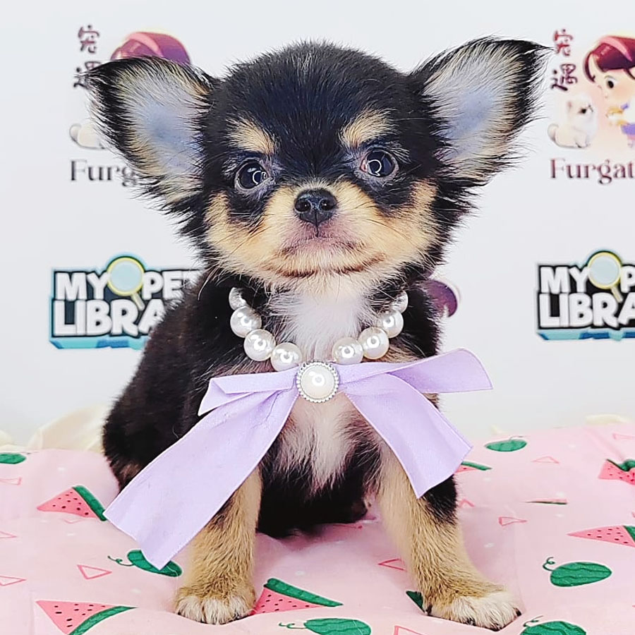 Longhair Chihuahua Puppy (Male) For Sale