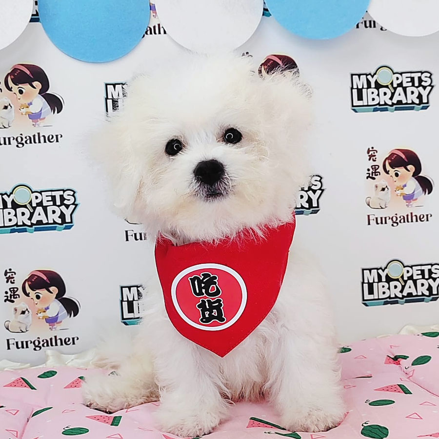 Bichon Frise Puppy (Male) For Sale