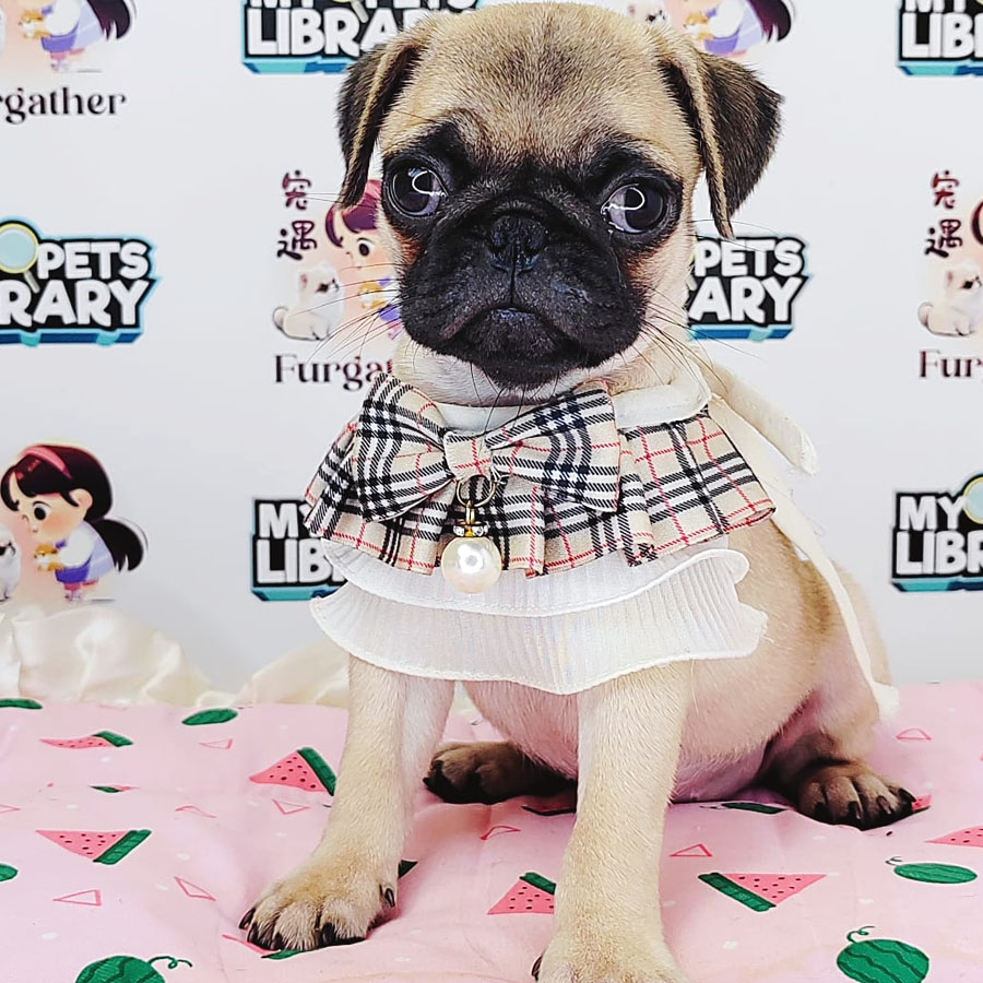 Pug Puppy (Female) For Sale