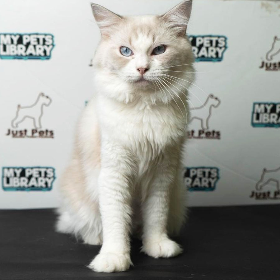Ragdoll Kitten (Male) For Sale