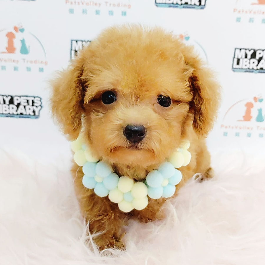 Toy Poodle Puppy (Female) For Sale