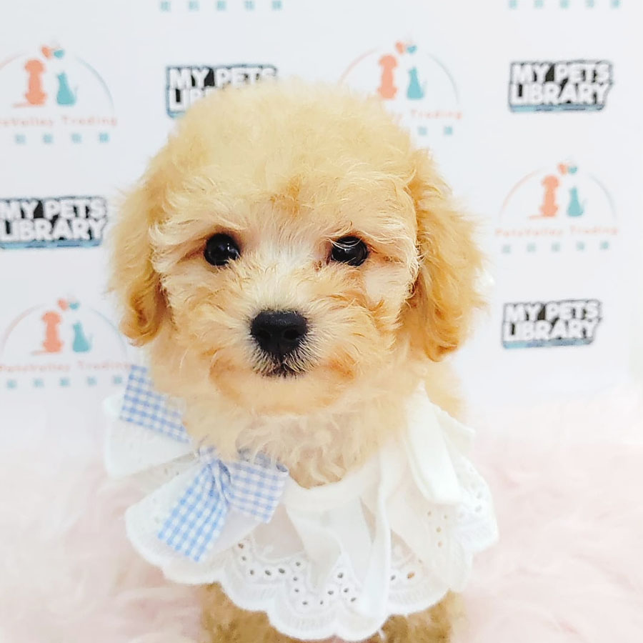 Toy Poodle Puppy (Male) For Sale