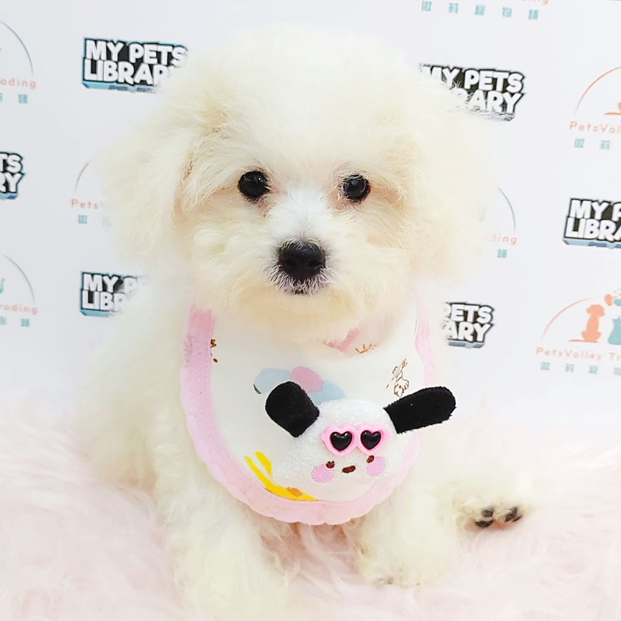 Bichon Frise Puppy (Male) For Sale
