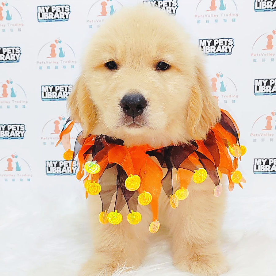 Golden Retriever Puppy (Male) For Sale