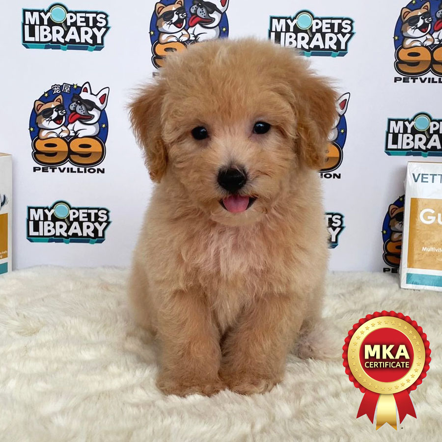 MKA Toy Poodle Puppy (Male) For Sale