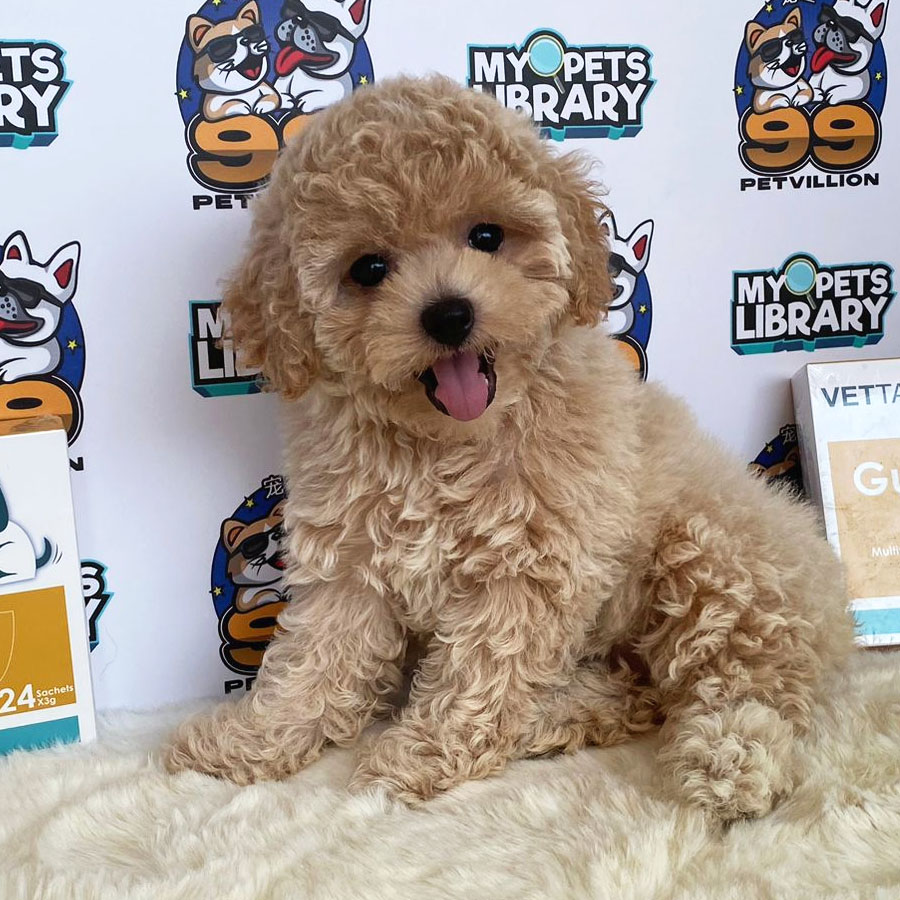 Miniature Poodle Puppy (Female) For Sale