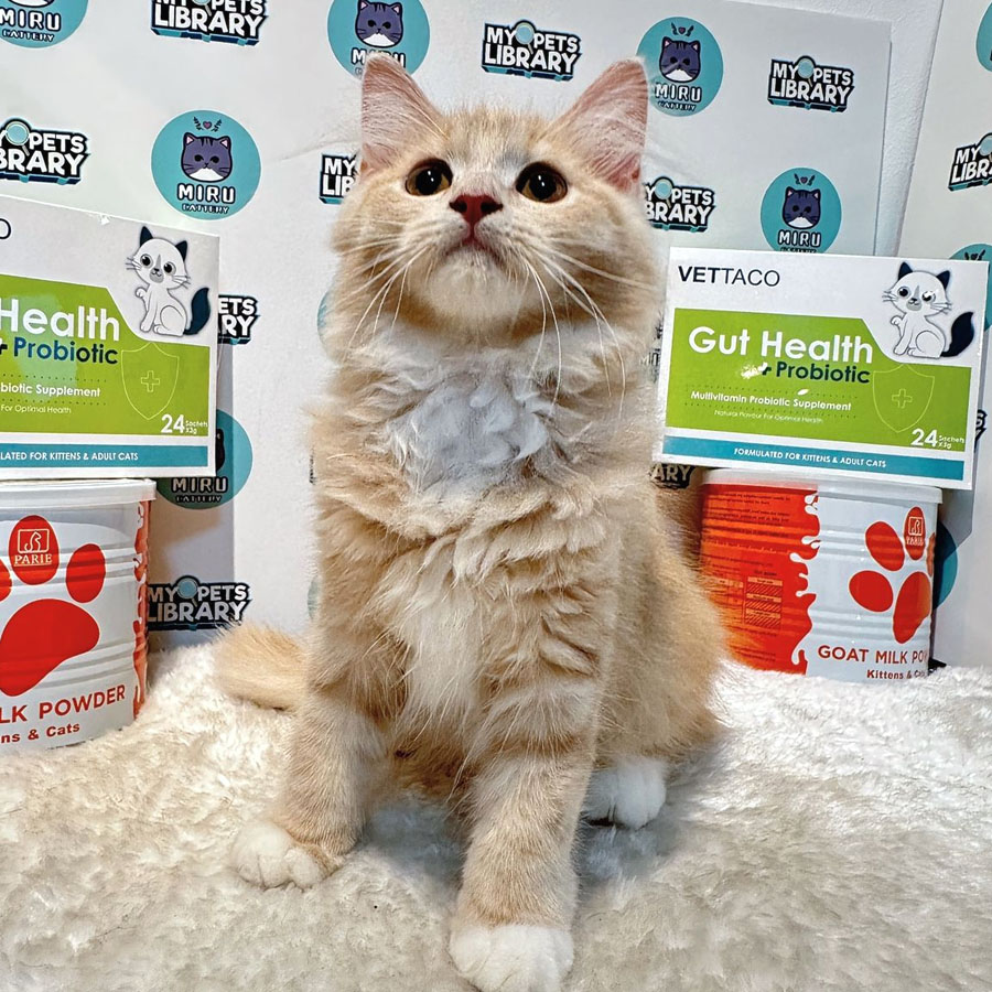 Maine Coon Persian Kitten (Female) For Sale