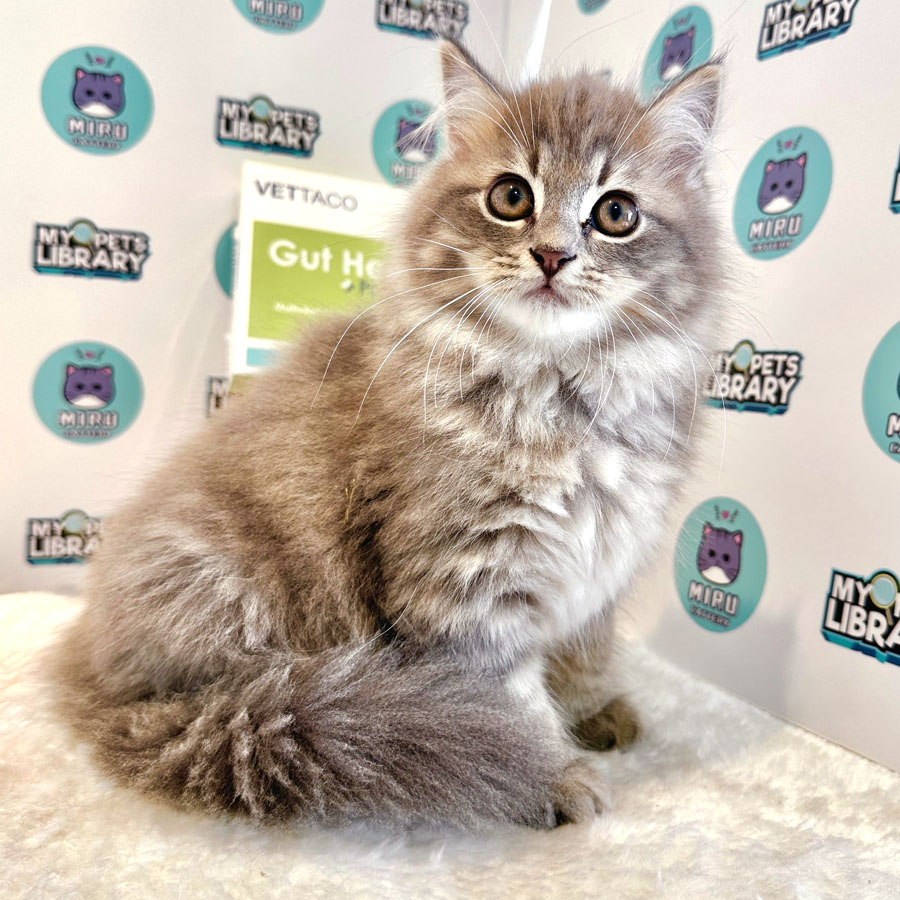 Munchkin Maine Coon Kitten (Male) For Sale