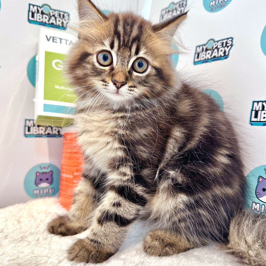 Munchkin Maine Coon Kitten (Female) For Sale