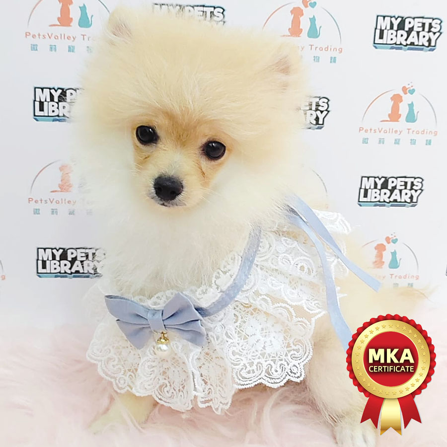 Pomeranian Puppy (Male) For Sale