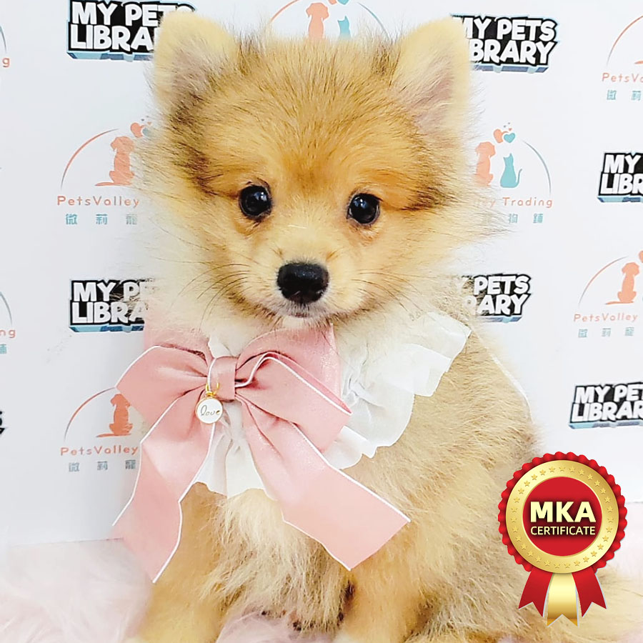 Pomeranian Puppy (Male) For Sale