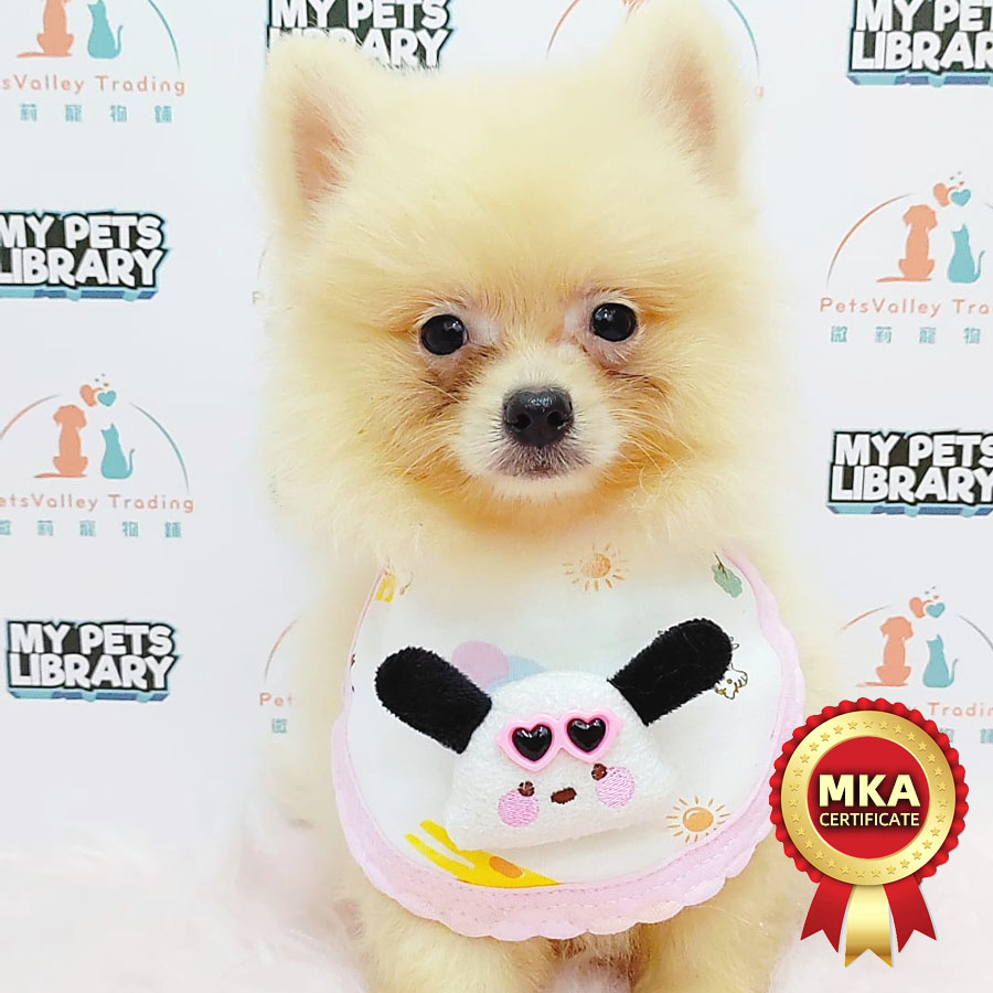 MKA Pomeranian Puppy (Female) For Sale