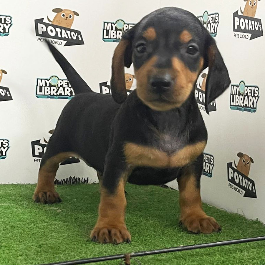 Miniature Dachshund Puppy (Male) For Sale