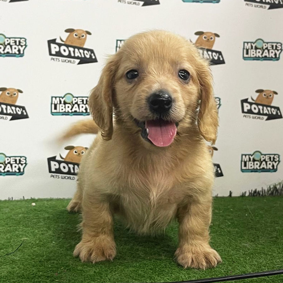 Longcoat Miniature Dachshund Puppy (Male) For Sale