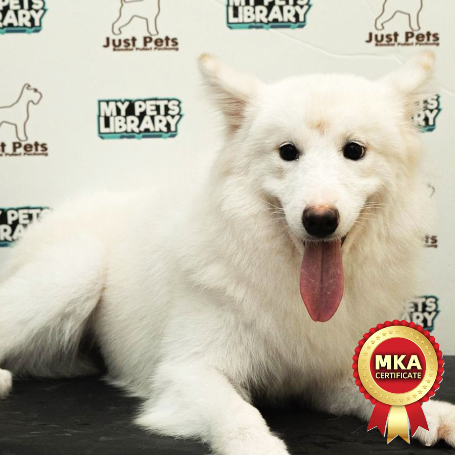 MKA Samoyed Puppy (Female) For Sale
